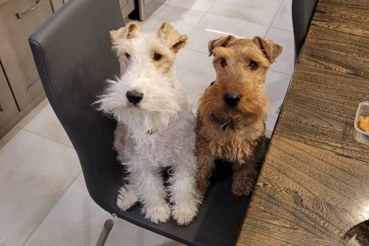 Deux Fox Terrier à Poil Dur assis sur une chaise