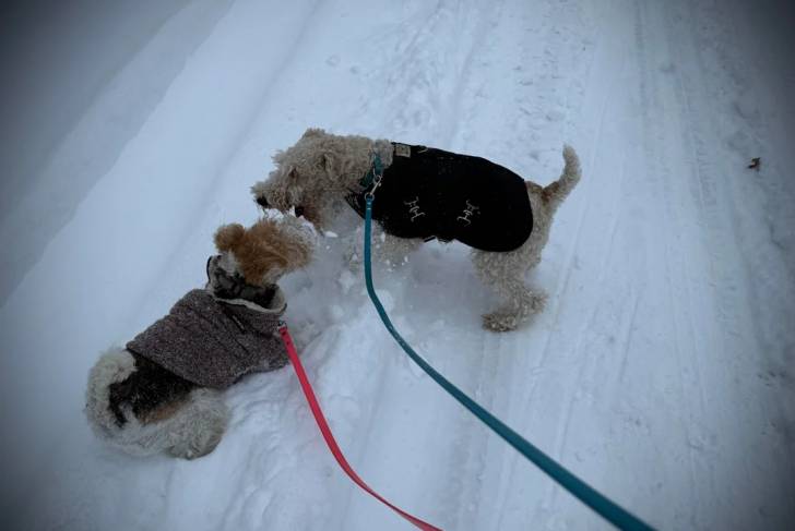 Deux Fox Terrier à Poil Dur sur une surface enneigée et qui sont tous les deux tenus en laisse
