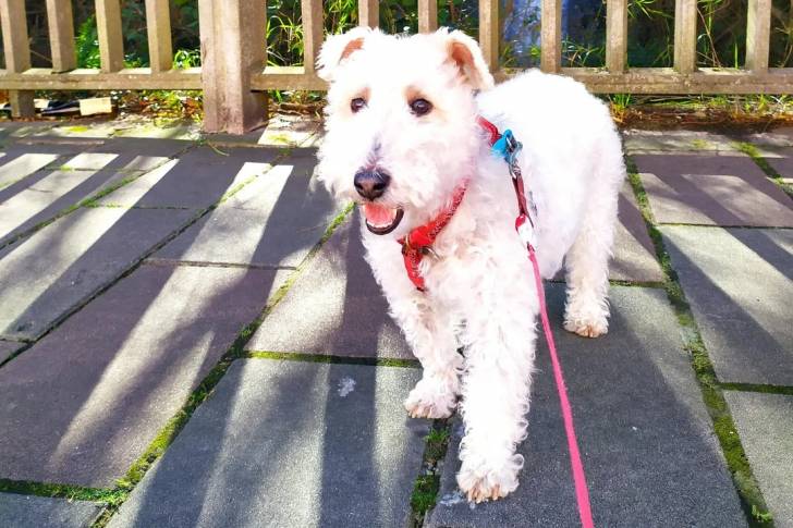 Un Fox Terrier à Poil Dur sur un sol pavé et qui est tenu en laisse 
