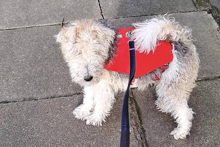 Un Fox Terrier à Poil Dur sur une surface bétonnée et qui est tenu en laisse