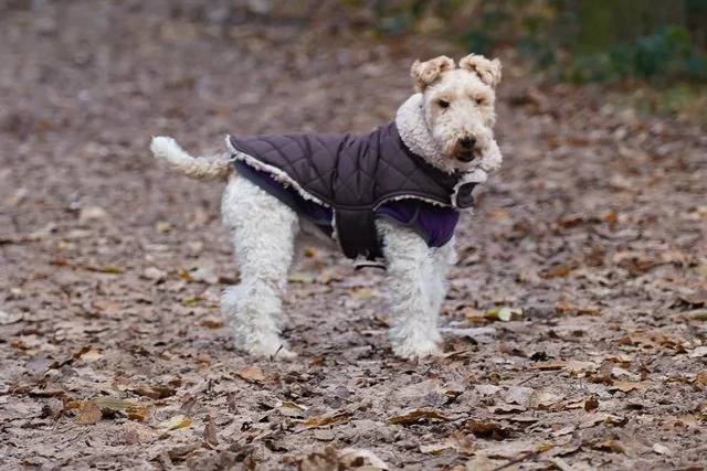Un Fox Terrier à Poil Dur sur un sol jonchés de feuilles mortes et portant un harnais 