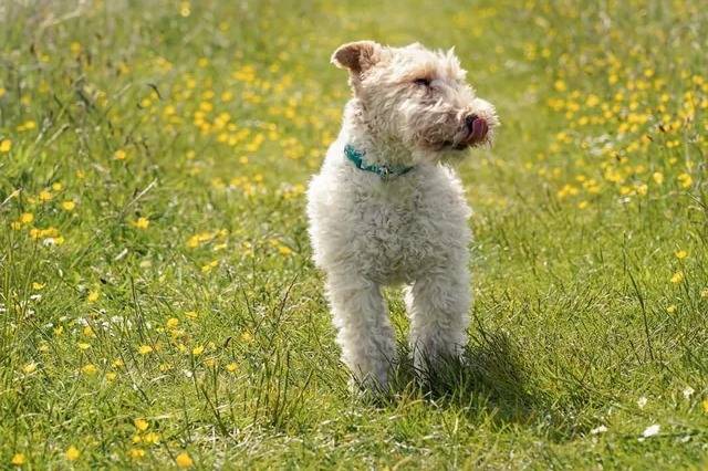 Un Fox Terrier à Poil Dur sur un terrain herbeux et qui est tenu en laisse
