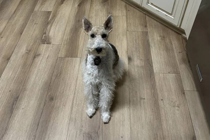 Un Fox Terrier à Poil Dur assis sur un plancher et portant un collier autour du cou