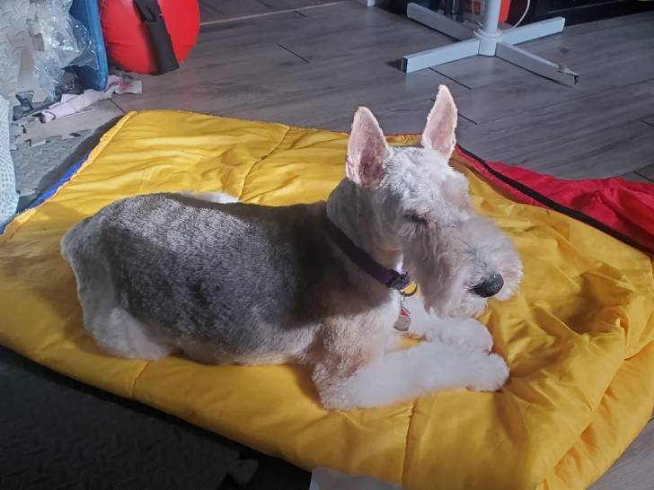 Un Fox Terrier à Poil Dur allongé sur un drap et portant un collier autour du cou