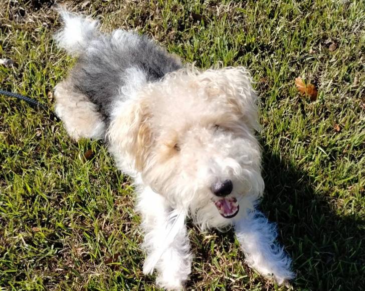 Un Fox Terrier à Poil Dur allongé sur une surface gazonnée 