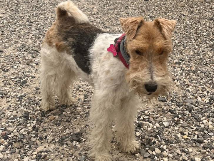 Un Fox Terrier à Poil Dur sur des gravillons et portant un collier autour du cou