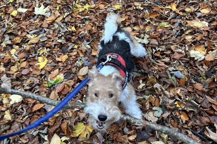 Un Fox Terrier à Poil Dur sur un sol jonchés de feuilles mortes et ayant un bâton dans sa gueule 