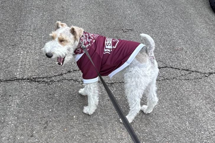 Un Fox Terrier à Poil Dur sur une surface bitumée et qui est tenu en laisse 