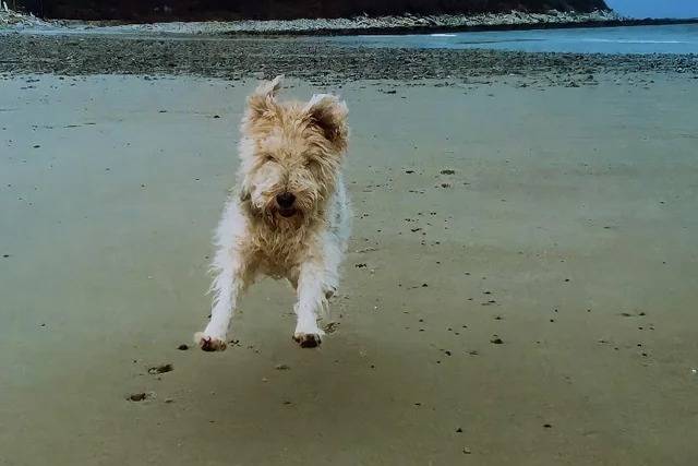 Un Fox Terrier à Poil Dur courant sur une surface sableuse 