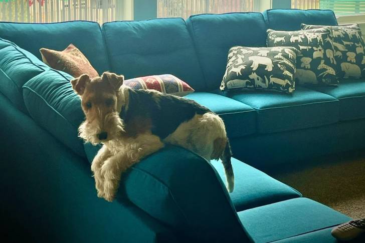 Un Fox Terrier à Poil Dur allongé sur un canapé et portant un collier autour du cou