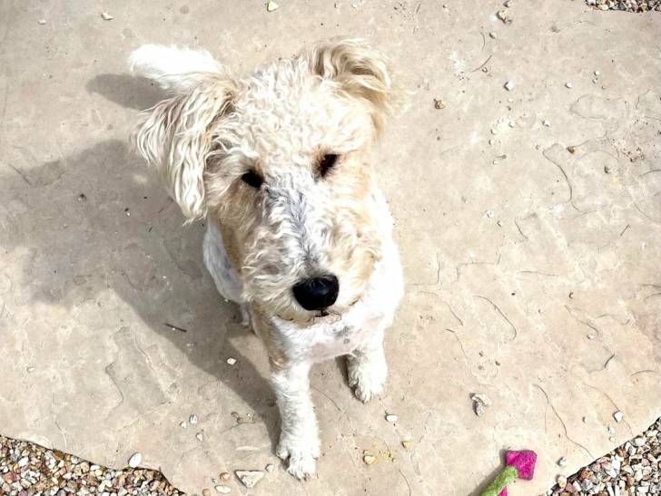 Un Fox Terrier à Poil Dur assis sur une surface bétonnée 