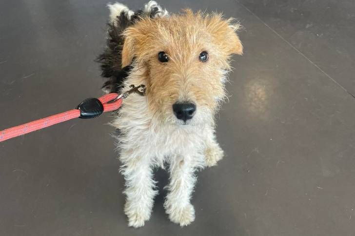 Un Fox Terrier à Poil Dur sur une surface bétonnée et qui est tenu en laisse 