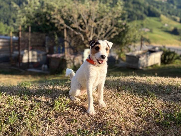 Un Fox Terrier à Poil Dur assis sur un terrain herbeux et portant un collier autour du cou