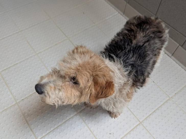 Un Fox Terrier à Poil Dur sur un sol carrelé 