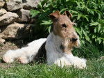 Caruso des Fox d'Elodie Fox Terrier à poil dur - Fox Terrier à Poil Dur
