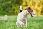 Un Fox Terrier en train de se promener dans un jardin