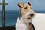 Photo Fox Terrier à Poil Dur