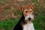 Photo Fox Terrier à Poil Dur