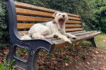 Un Fox Terrier à Poil Dur allongé sur un banc et semblant bâiller