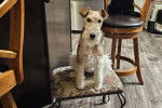 Un Fox Terrier à Poil Dur assis sur un petit tabouret 