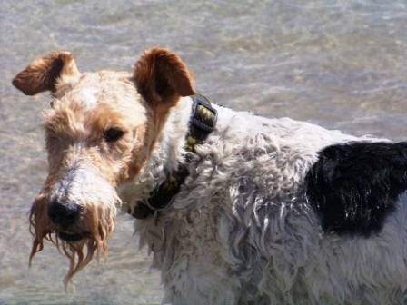 Fox-terrier à poil dur: Raglou - Fox Terrier à Poil Dur