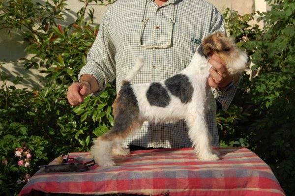 Fox-terrier à poil dur: Chelines Magic Moment dite Facel-Vega - Fox Terrier à Poil Dur