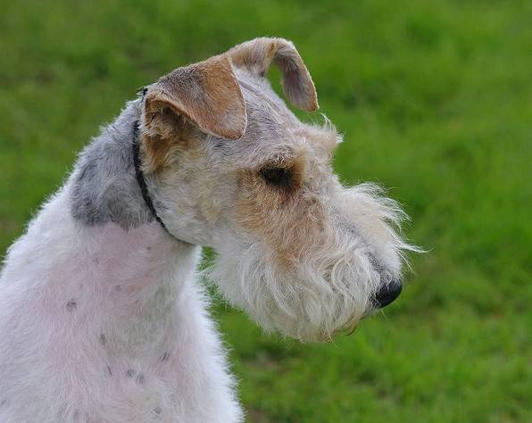 Jeune Fox Terrier à poil dur : Wire - Fox Terrier à Poil Dur
