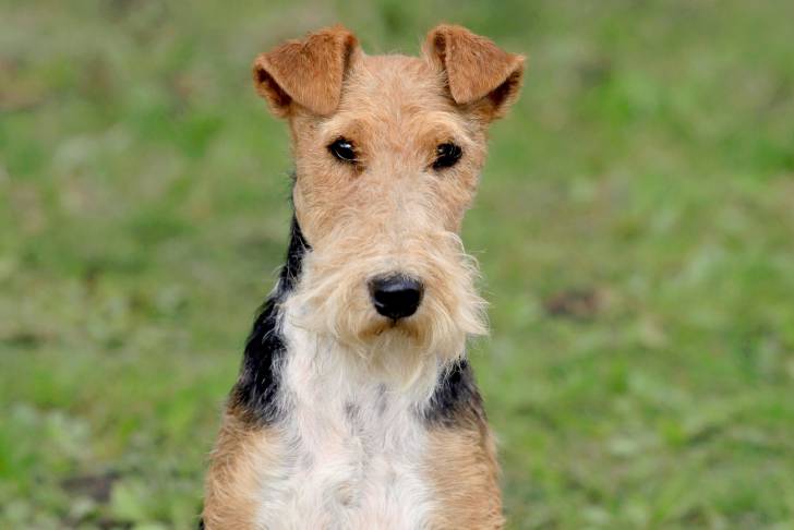 Photo Fox Terrier à Poil Dur