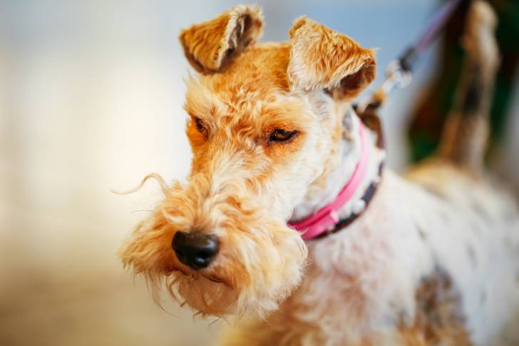 Un Fox Terrier à Poil Dur attaché en laisse
