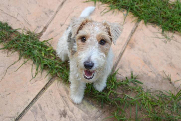Un Fox Terrier à Poil Dur en train de fixer l'objectif