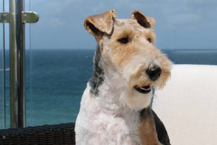 Photo Fox Terrier à Poil Dur