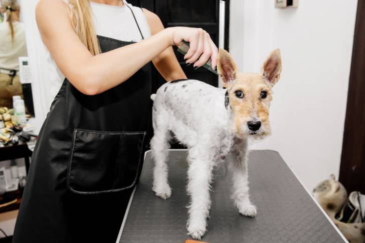 Un Fox Terrier en train de se faire brosser au salon de toilettage 