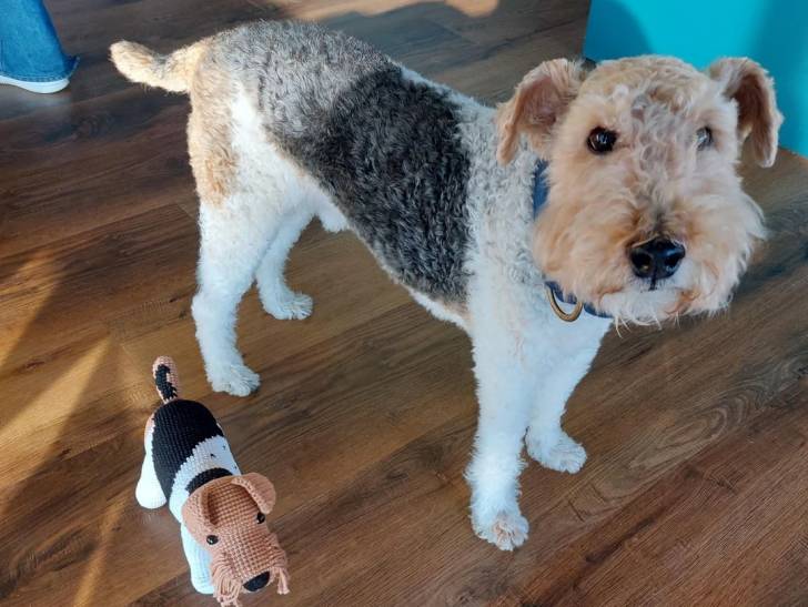 Un Fox Terrier à Poil Dur sur un plancher et portant un collier autour du cou