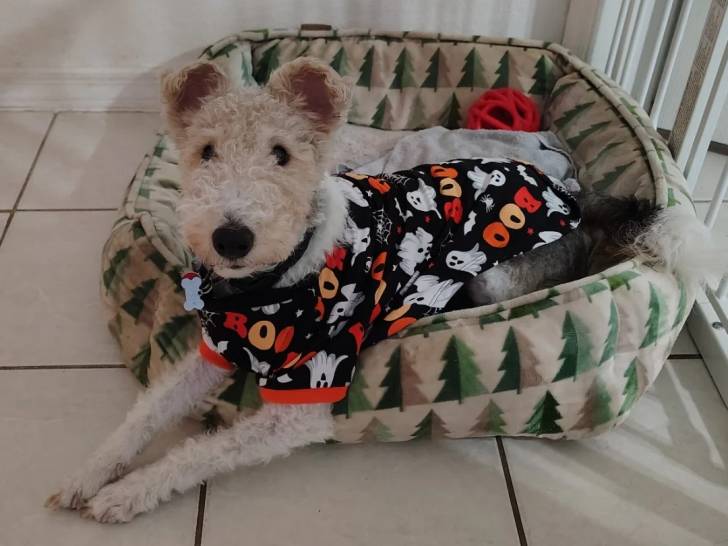 Un Fox Terrier à Poil Dur dans un panier et portant un habit pour chien 