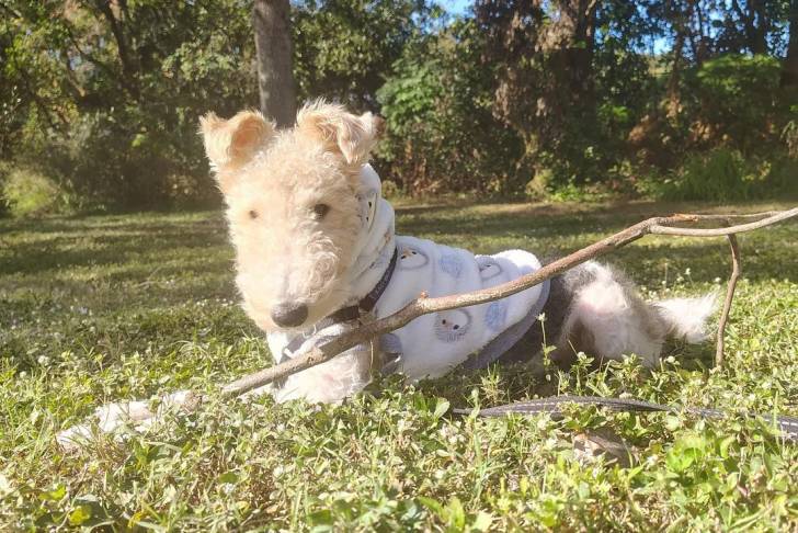 Un Fox Terrier à Poil Dur allongé sur un terrain herbeux et qui est tenu en laisse 