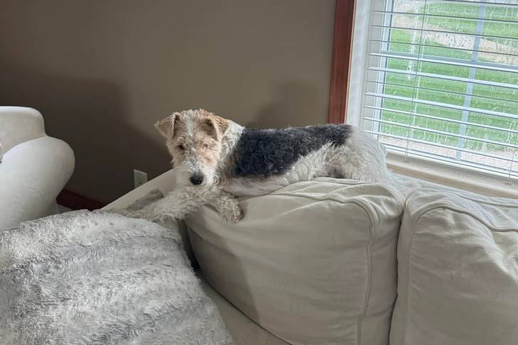 Un Fox Terrier à Poil Dur allongé sur un canapé 