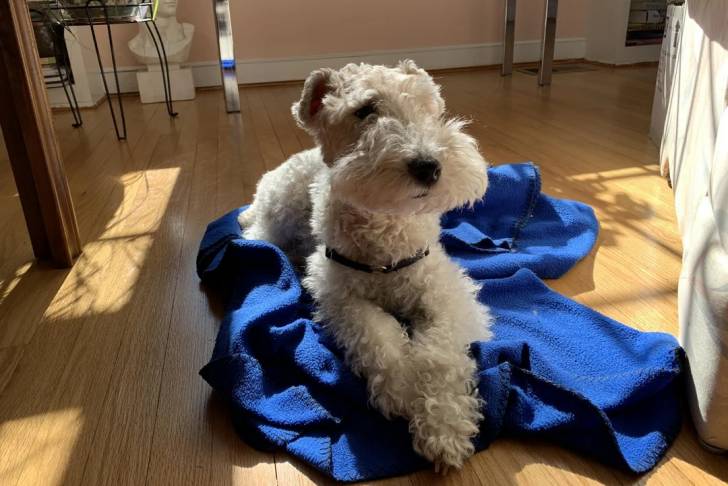 Un Fox Terrier à Poil Dur allongé sur un tapis et portant un harnais 