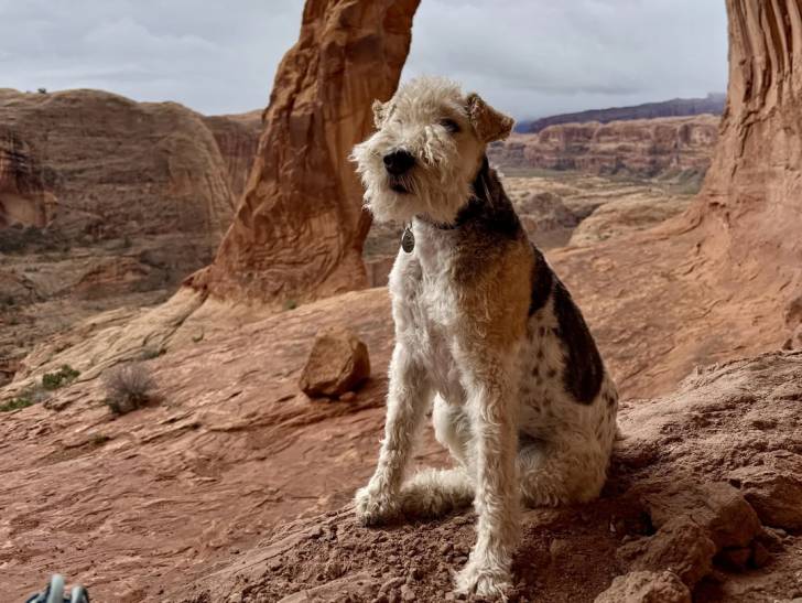 Un Fox Terrier à Poil Dur assis sur un rocher et portant un collier autour du cou