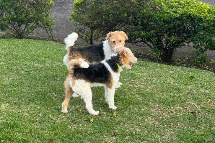 Deux Fox Terrier à Poil Dur sur un terrain herbeux 