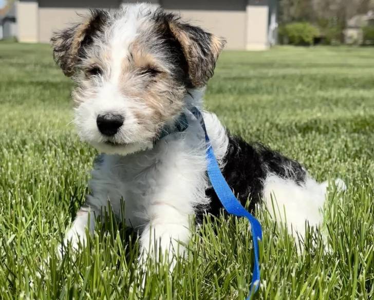Un Fox Terrier à Poil Dur allongé sur un terrain herbeux et qui est tenu en laisse 