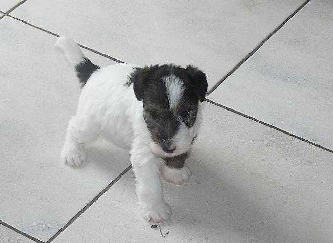 Chiot Fox terrier de la Vallée Vertoise - Fox Terrier à Poil Dur