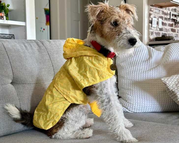 Un Fox Terrier à Poil Dur assis sur un canapé et portant un habit pour chien 