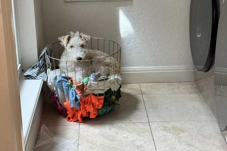 Un Fox Terrier à Poil Dur dans un panier à linge et regardant vers la caméra