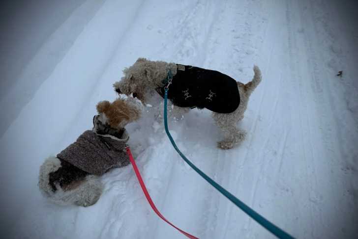 Deux Fox Terrier à Poil Dur sur une surface enneigée et qui sont tenus en laisse
