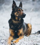 Un American Alsatian adulte &agrave; robe noire et fauve allong&eacute; dans la neige