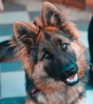 Un gros plan de la gueule d&rsquo;un American Alsatian &agrave; robe fauve