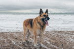 Un American Alsatian adulte &agrave; robe noire et fauve au bord d&rsquo;une plage