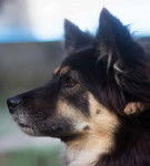 Un gros plan du profil de la gueule d&rsquo;un American Australian &agrave; robe noire