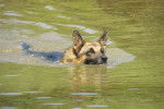 Un American Alsatian nageant dans une eau verte sous le soleil