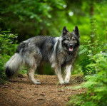 Un Am&eacute;rican Alsatian marchant dans un sentier la gueule ouverte et qui semble vouloir courir